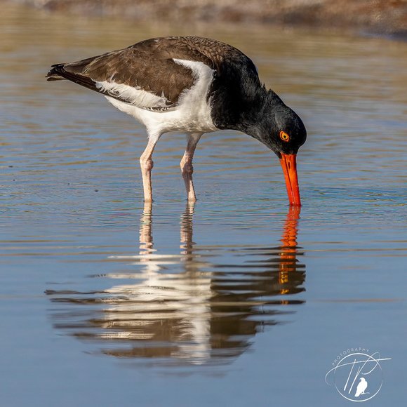 Poshmark Authenticate Verified ReSeller -- 5 Star Seller - Picture 8 of 12